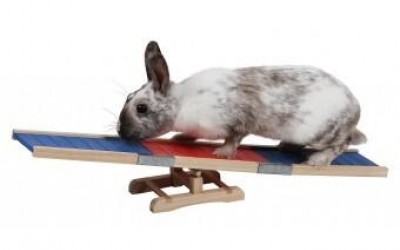 Passatempi e arricchimento ambientale per il coniglio da compagnia